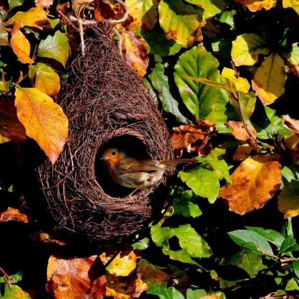 Giant roost pocket/ Nest pocket